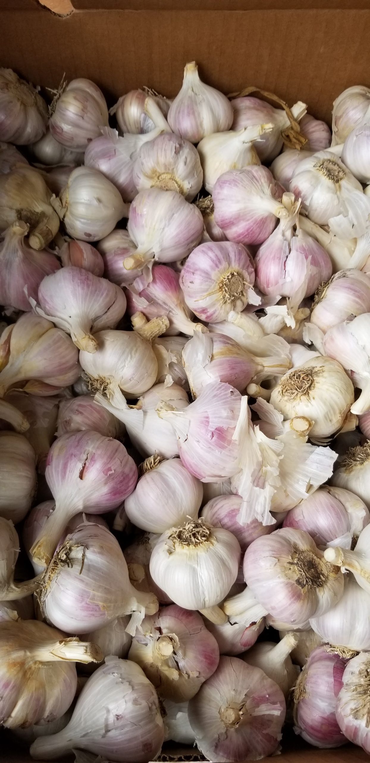 Russian Red Garlic Per Pound Gaia Organic Seeds