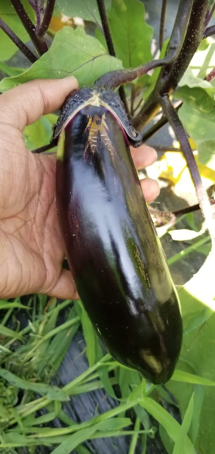 Udumalapet Eggplant 25 Seeds 